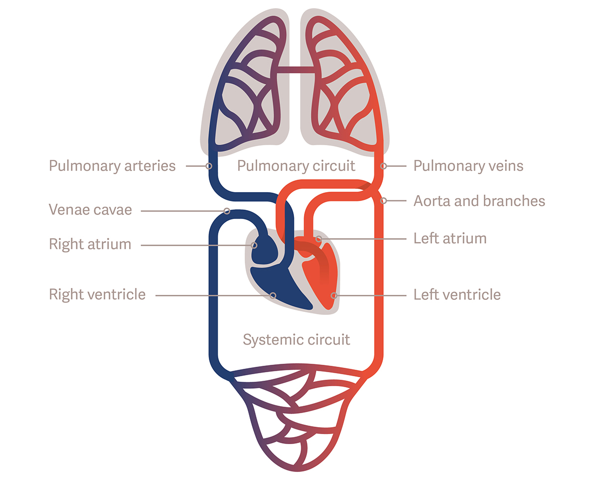 The simplified circulatory system Circulatory system