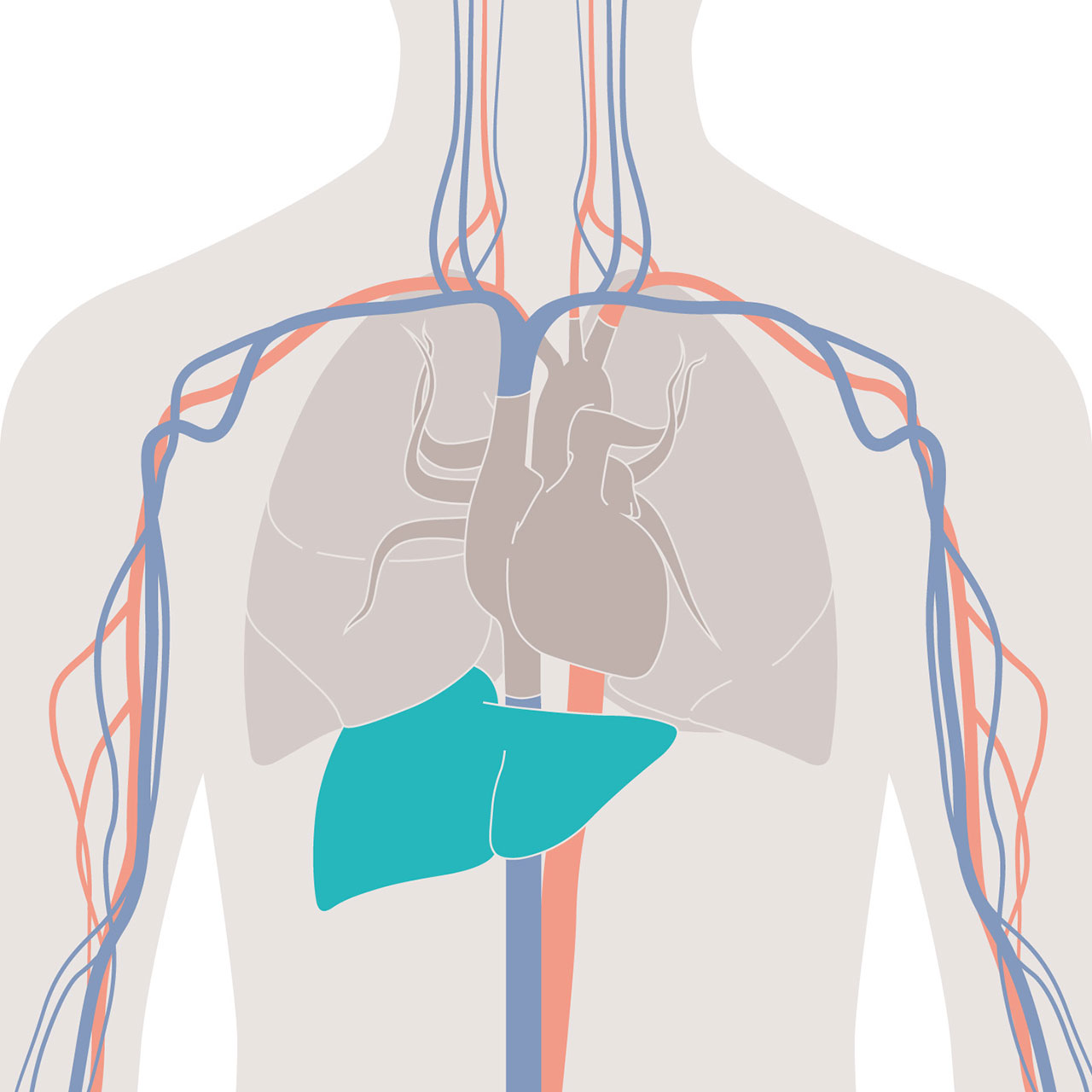LiMON detects the elimination of diagnostic dye indocyanine green by modified pulse oximetry. 
