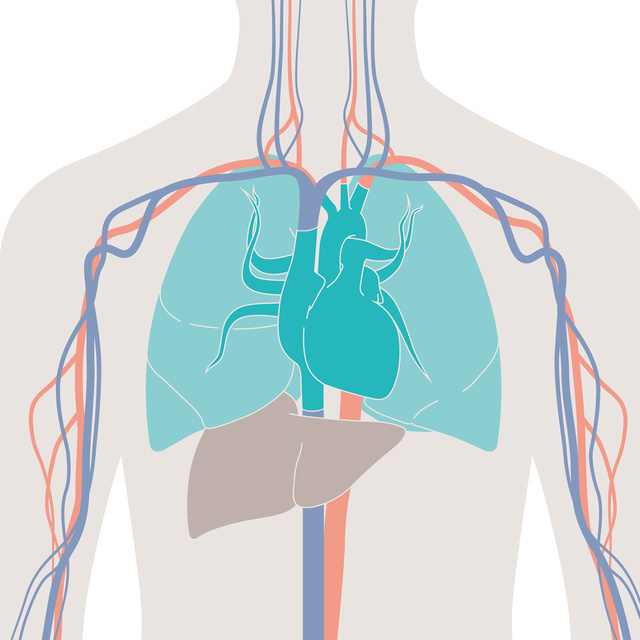 PiCCO monitors essential physiological parameters for the goal directed management of critical care patients.