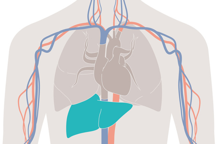 Liver function monitoring LiMON detects the elimination of diagnostic dye indocyanine green by modified pulse oximetry.