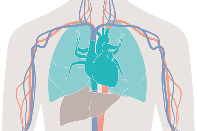 PiCCO Technology is based on two physical principles, namely transpulmonary thermodilution and pulse contour analysis. 