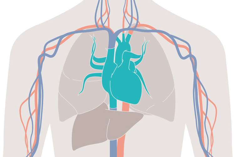 Guide fluid therapy via dynamic parameters in order to optimize the balance between oxygen delivery and consumption