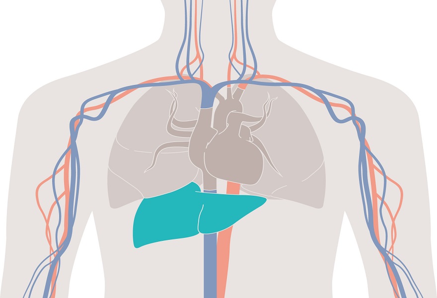 LiMON advanced hemodynamic monitoring solution LiMON advanced hemodynamic minitoring module for accessing liver functionality