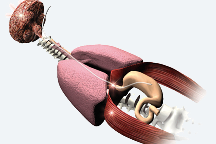 3D illustration of human brain lungs and diaphragm illustrating neutrally controlled ventilation technology and Edi signal 