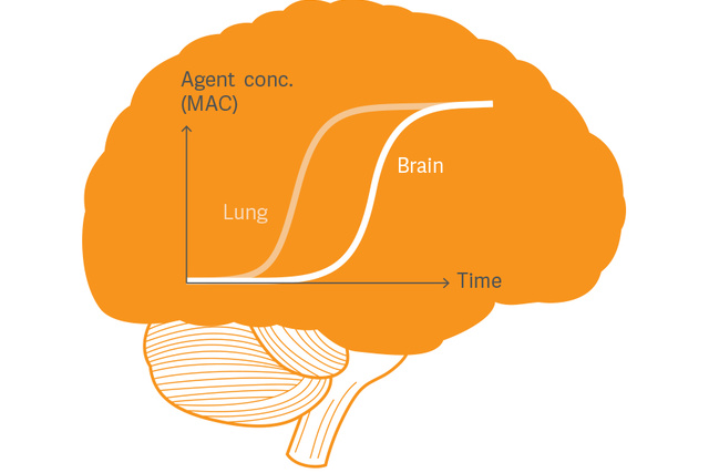 MAC Brain illustration