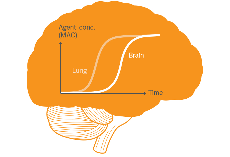 MAC Brain illustration