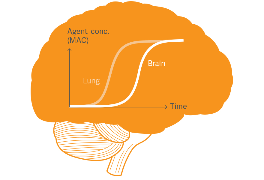 MAC Brain illustration MAC Brain illustration